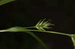 Northern long sedge